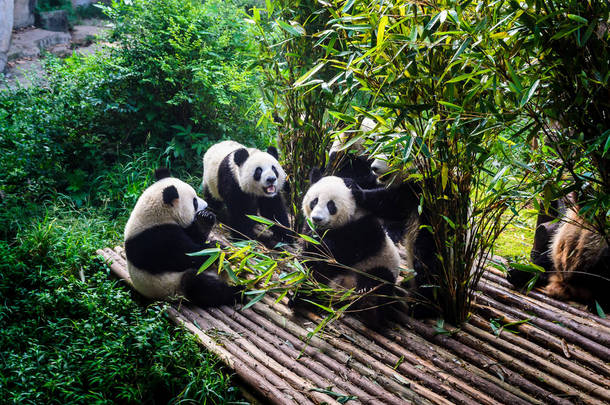 享受他们竹早餐在成都研究基地的<strong>大熊猫</strong>,