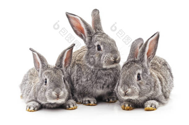 三只小兔子.