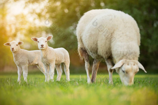 可爱的小羊羔与绵羊在新鲜的绿色<strong>草甸</strong>