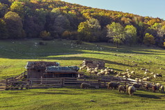羊圈和放牧的羊群