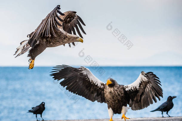 白尾海鹰和斯特勒的海鹰。科学名称： 哈利亚埃图斯中上层， 哈利亚埃图斯·阿尔比西拉.