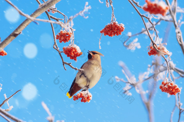 在冰雪覆盖的山灰雀