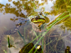 靠近水中的绿色青蛙的景色