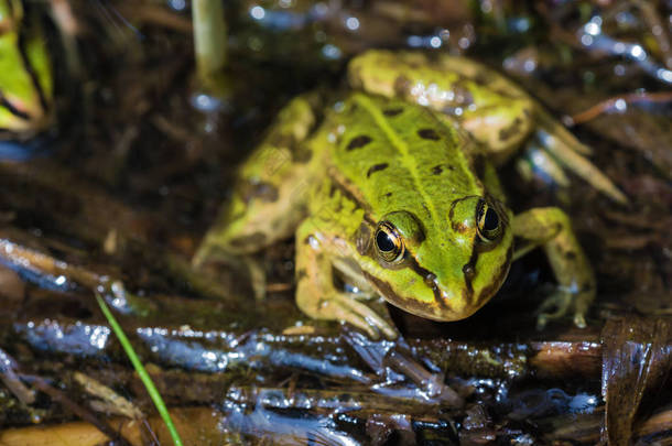 看着高原-哈格文保护区中一只可食用的青蛙的眼睛