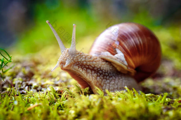 石榴属（英语：Helix pomatia）也是罗马<strong>蜗牛</strong>（英语：Roman snail） 、勃艮第<strong>蜗牛</strong>（英语：Burgundy snail） 、可食<strong>蜗牛</strong>（英语：edible snail）或鳗鱼（esca