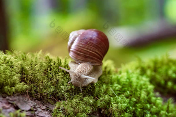 石榴属（英语：Helix pomatia）也是罗马蜗牛（英语：Roman snail） 、勃艮第蜗牛（英语：Burgundy snail） 、可食蜗牛（英语：edible snail）或鳗鱼（esca