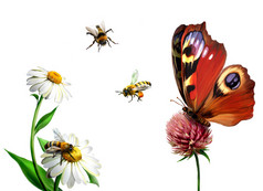 蝴蝶，黛西和蜜蜂