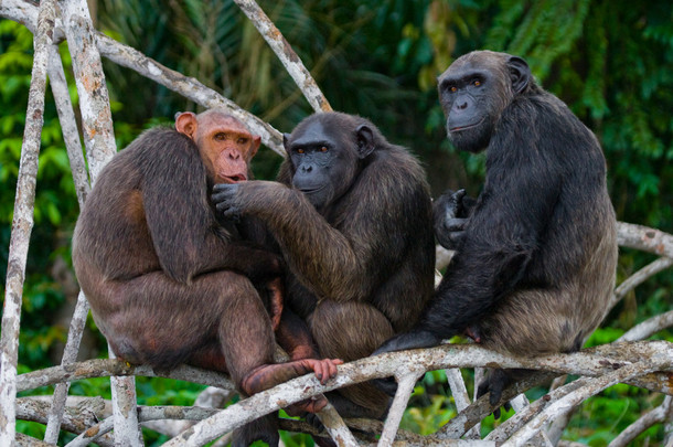 有趣的黑猩猩家族，刚果共和国
