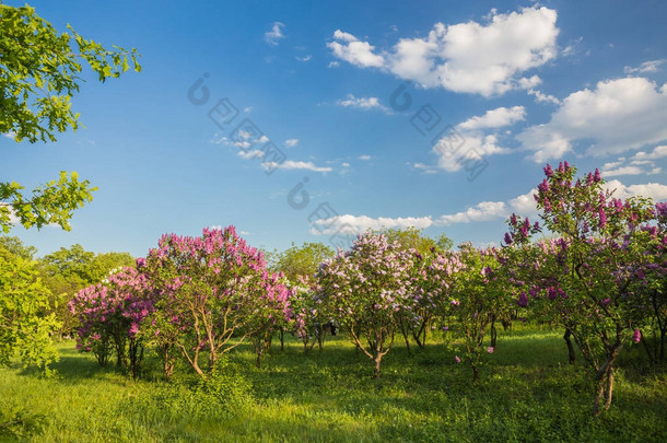 盛开丁香花布什 