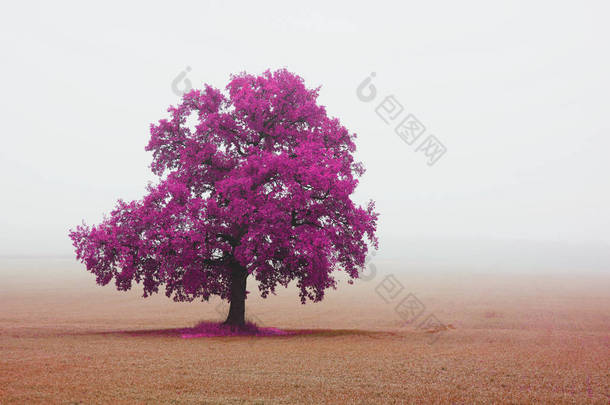 美丽的抽象风景与孤独的异常树在领域之间在雾中的领域