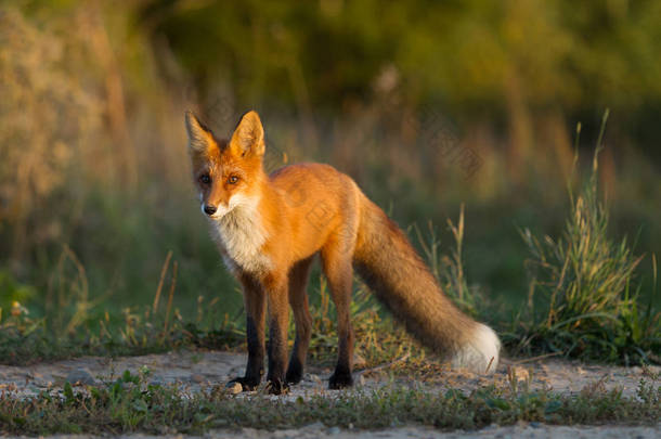 一个可爱的, 年轻的, 火热的, 红色的狐狸幼崽是由黄昏的太阳照亮, 对草地的背景。他看着相机。黄昏之光。一个。玉米田。景观