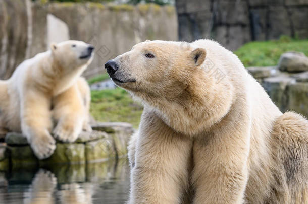北极熊 (ursus maritimus), 家庭