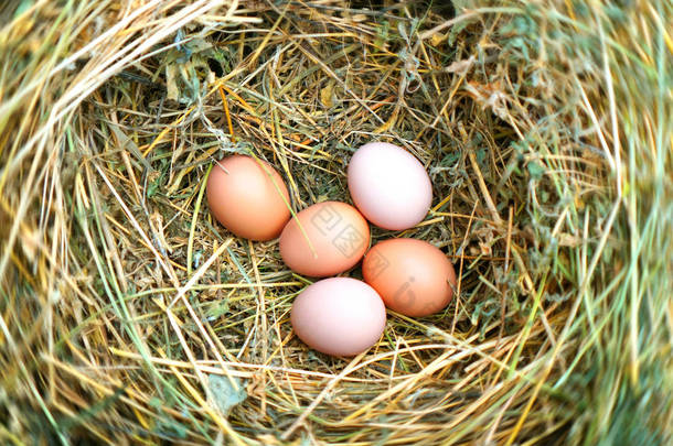 鸟巢与鸡蛋的特写