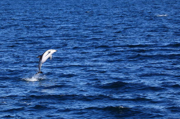 阿根廷马德林港海豚