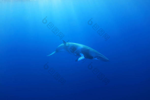 在大堡礁水下的矮小须鲸鲸 (蓝鲸 acutorostrata) 