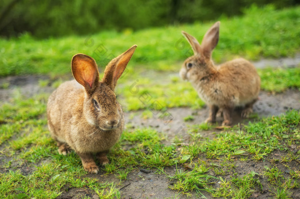 兔子在草地上