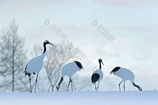 雪山草地上的<strong>丹顶鹤</strong>