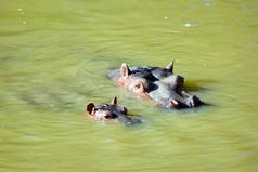 河马两栖动物与婴儿游泳在湖