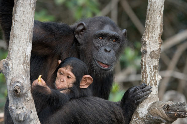 有趣的黑猩猩，<strong>刚果</strong>共和国