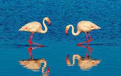 在阳光明媚的早晨,两只粉红色的非洲火烈鸟在蓝色的盐湖上行走
