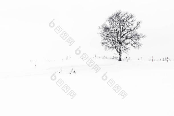 雪冬季节美丽的风景与孤独的树