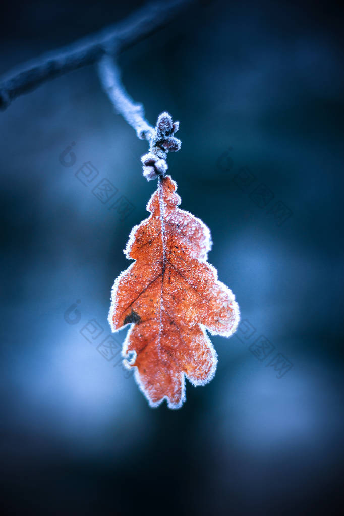 在冬天的森林里, 雪下的橡树叶.  冬天温泉