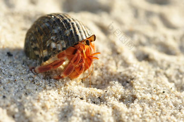 在沙滩上<strong>的</strong>寄居蟹
