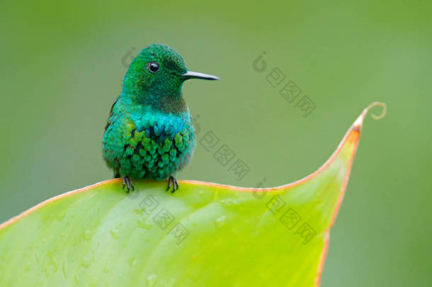 绿色 Thorntail, Discosura conversii, 拉巴斯瀑布花园, 哥斯达黎加。有清晰绿色背景的蜂鸟。大自然的野生动物场景。鸟坐在树枝上。可爱的细小动物自然.
