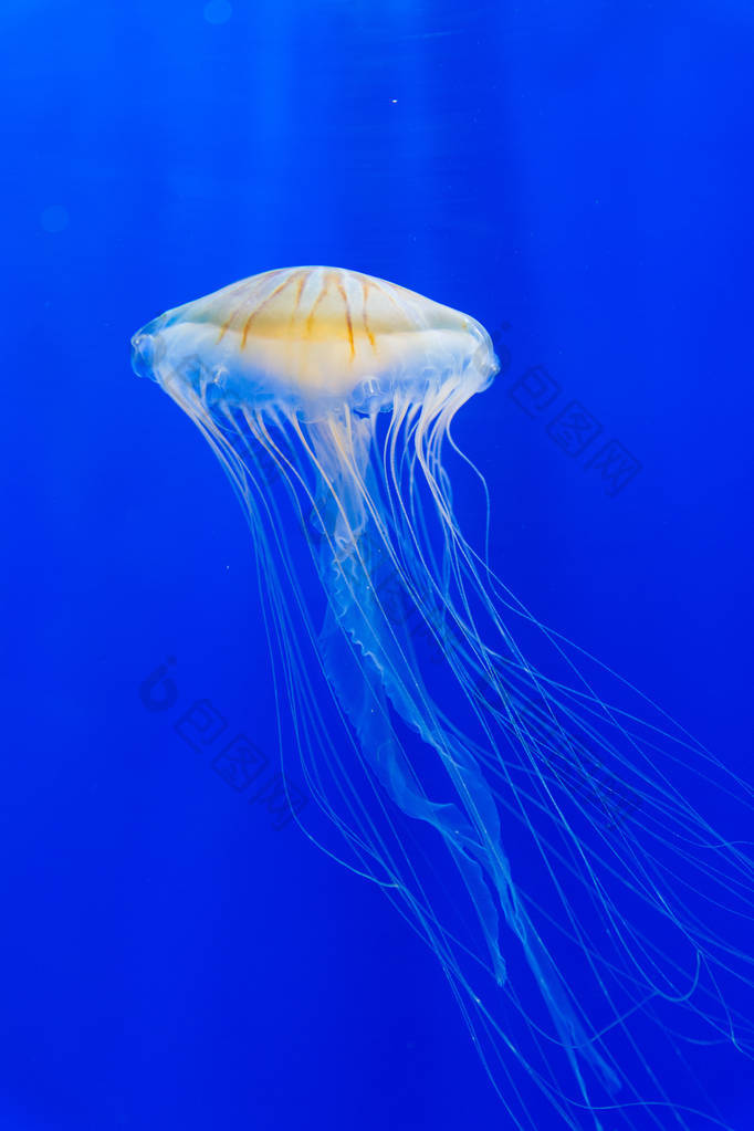 水族馆里漂流着美丽的水母