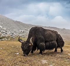 在喜马拉雅山中放牧牦牛