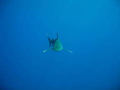 海洋白尖或龙米努斯, 最好奇的鲨鱼之一。这里的正面视图.