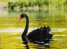 黑天鹅在美丽的湖面上飞舞 