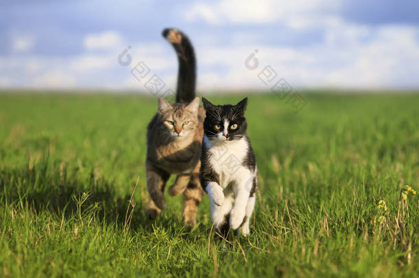 两只可爱的美丽的宠物猫在绿色的草地上飞奔，夏天的阳光下的草地上互相攀爬