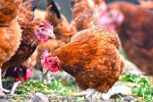 传统自由放养家禽农场的鸡