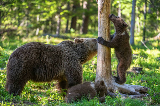 棕色熊和幼崽在夏季森林。科学名称: 尤尔苏斯棕熊棕熊。自然栖息地.
