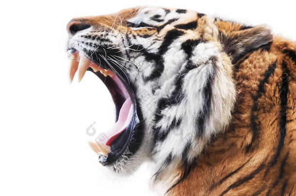 在白色背景下被孤立的愤怒的老虎