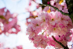 樱花树枝上粉红色花的特写图 