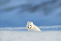 极地狐狸栖息地, 冬季景观, 斯瓦尔巴特群岛, 挪威。美丽的动物在雪地里。运行狐狸。野生动物行动场面从自然, 狐狸狐, 在自然栖所。小山与可爱的动物.