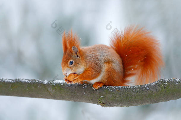 可爱的红松鼠在冬天场景 