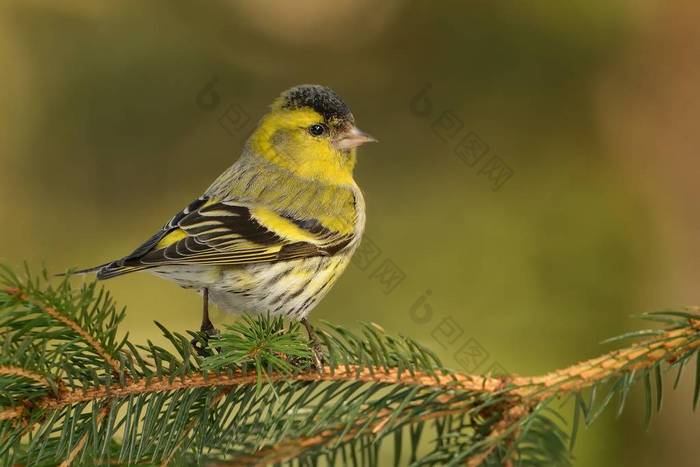 欧亚大陆的Siskin-Spinus spinus坐在树枝上的雄鸟，雀鸟科的小帕萨林鸟。 它也被称为欧洲的锡皮，普通的锡皮或仅仅是锡皮