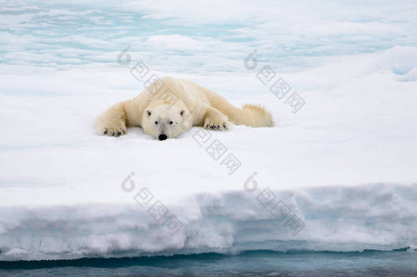 北极熊躺在冰雪下