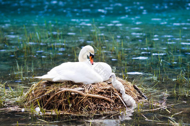 天鹅巢在奥地利阿尔卑斯山湖。母鸟带着小宝宝学习游泳。春季时的野天鹅.