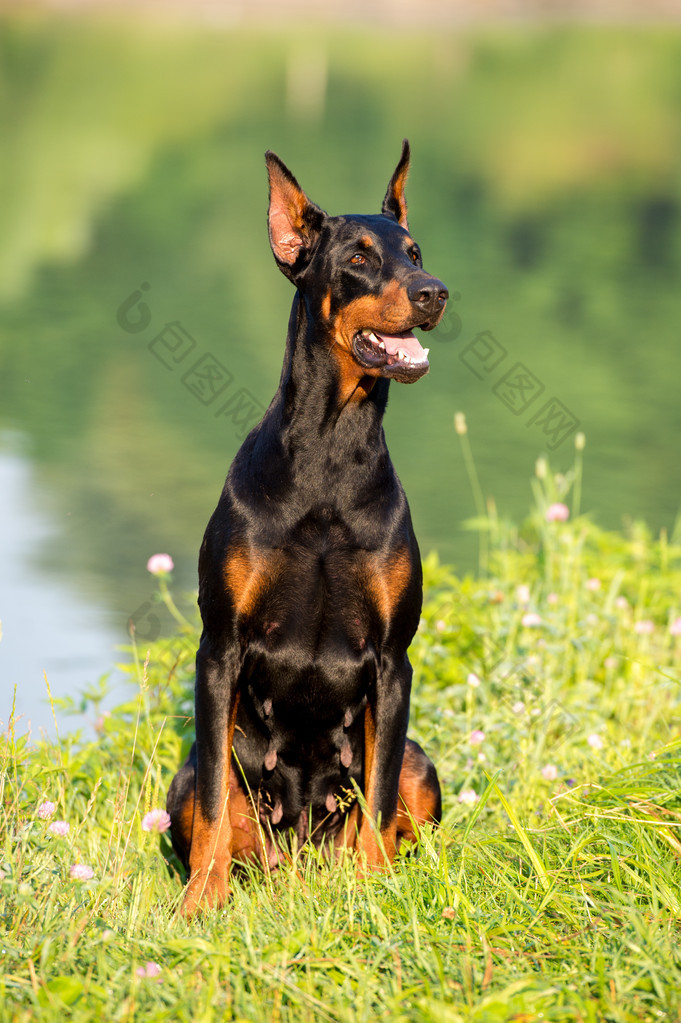 在夏天的黑色杜宾犬肖像