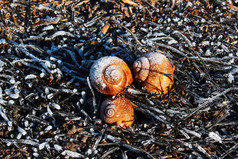 深秋, 草丛中的三只蜗牛