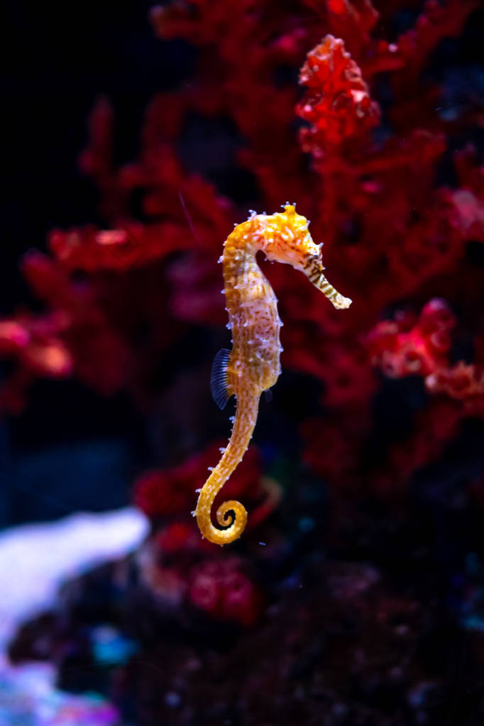 水族馆里的海马。这些海马生活在温暖的海洋中