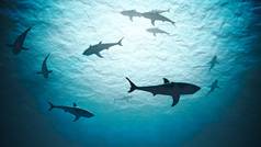 鲨鱼在海洋中水下的剪影,在明亮的光线下. 