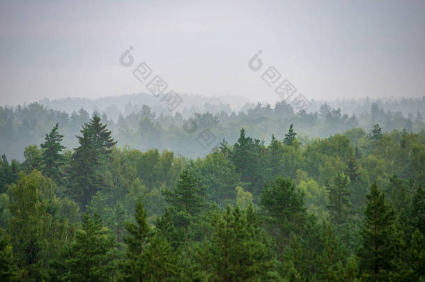 雾蒙蒙的<strong>早晨</strong>的雾蒙蒙的森林的风景