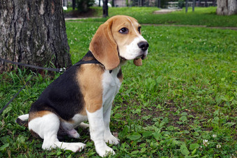 美丽的三色小猎狗英语。坐在绿草上。比格尔是一种小猎犬.图片