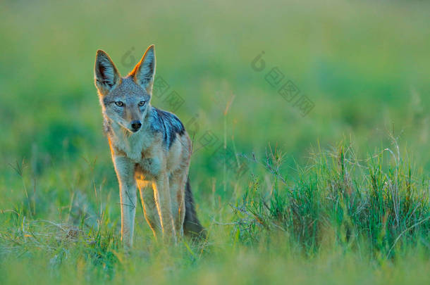 豺狼和黄昏的阳光。黑背豺, 犬 mesomelas mesomelas, 长耳朵动物肖像, 坦桑尼亚, 南非。美丽的阳光明媚的非洲野生动物之景.