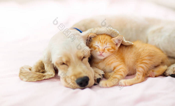 猫和狗睡觉小狗和小猫睡觉橘猫图片-包图网企业站